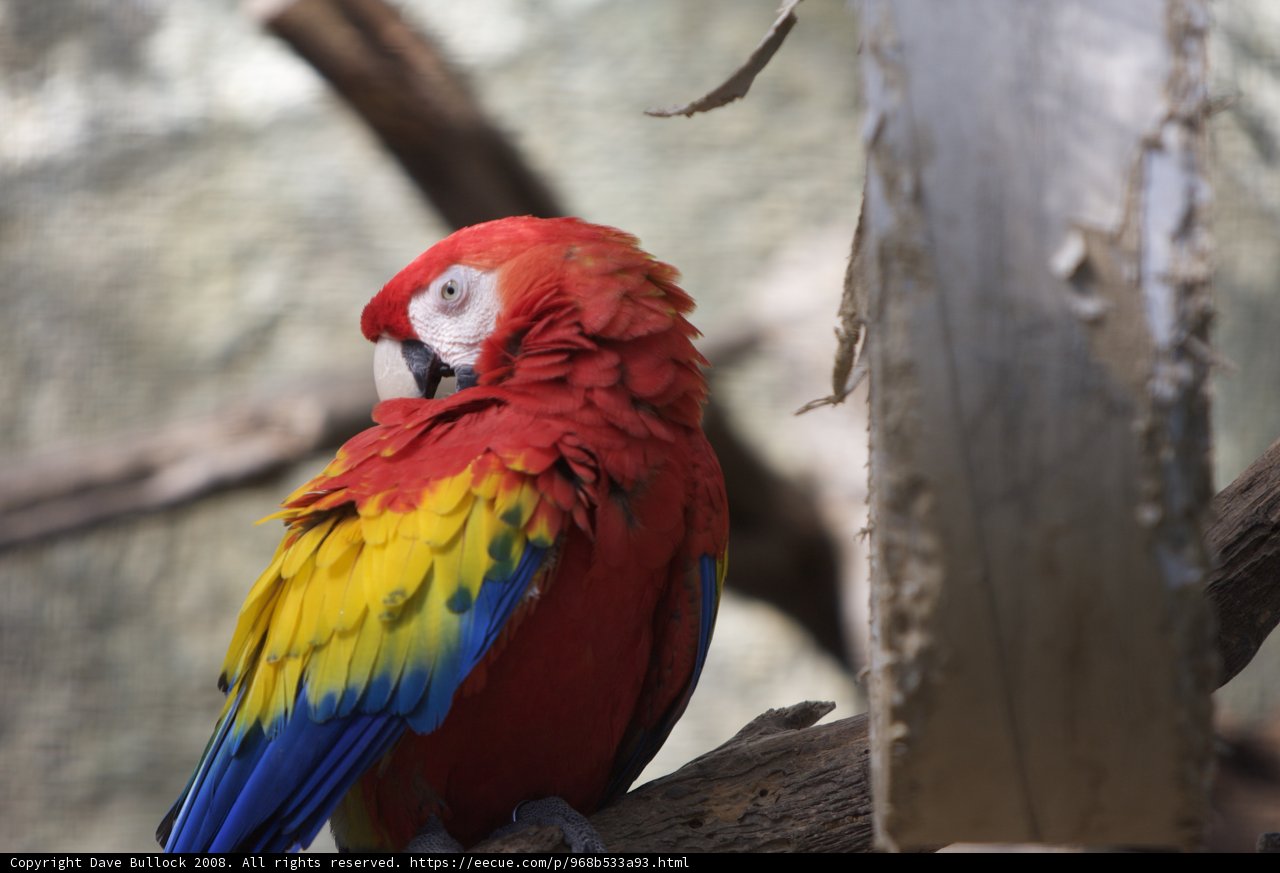 Vibrant Macaw Perched on a Branch