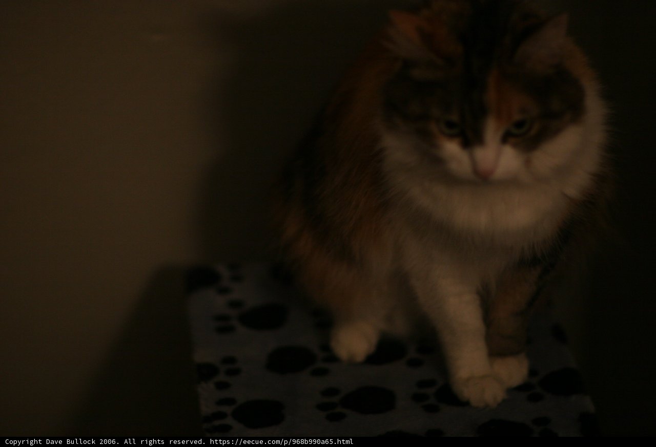 Feline Companion