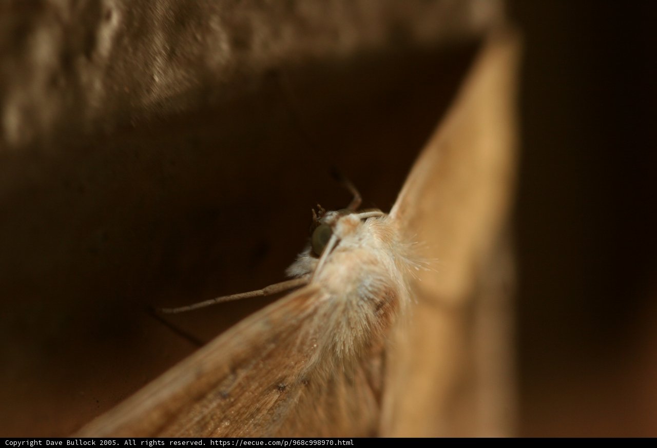 The Majestic Moth