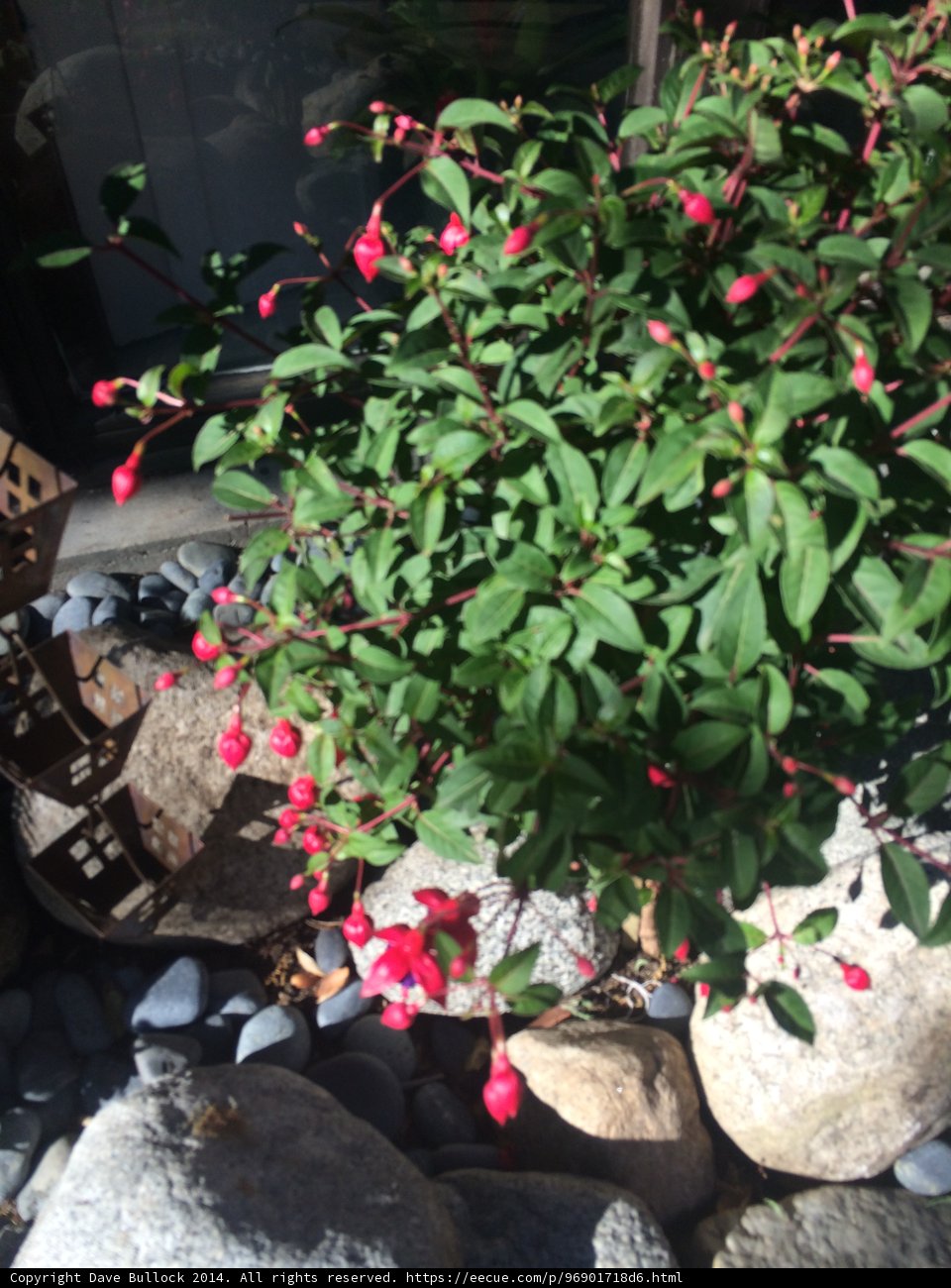 A Pop of Red in the Rock Garden