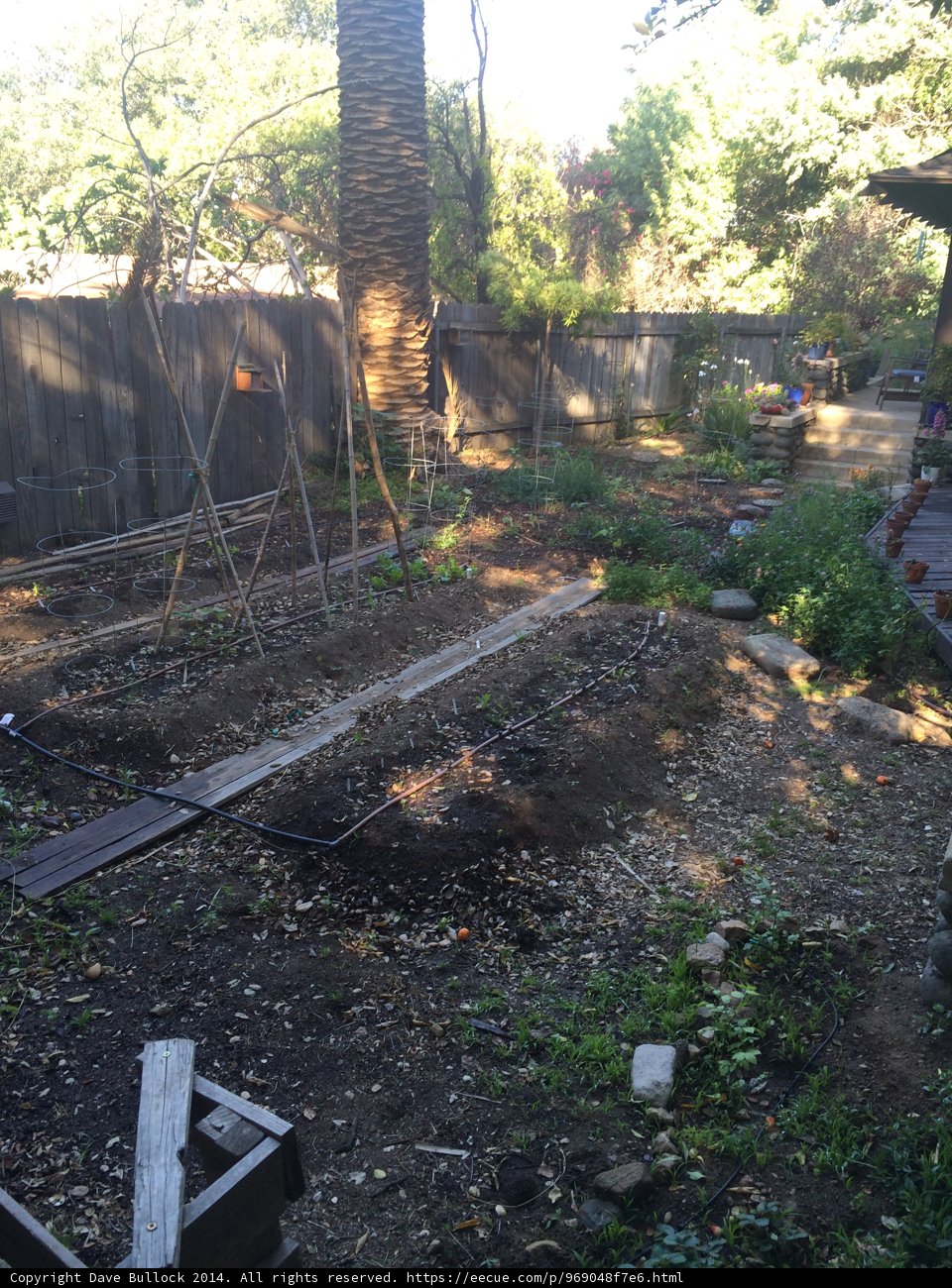 Serene Backyard Garden