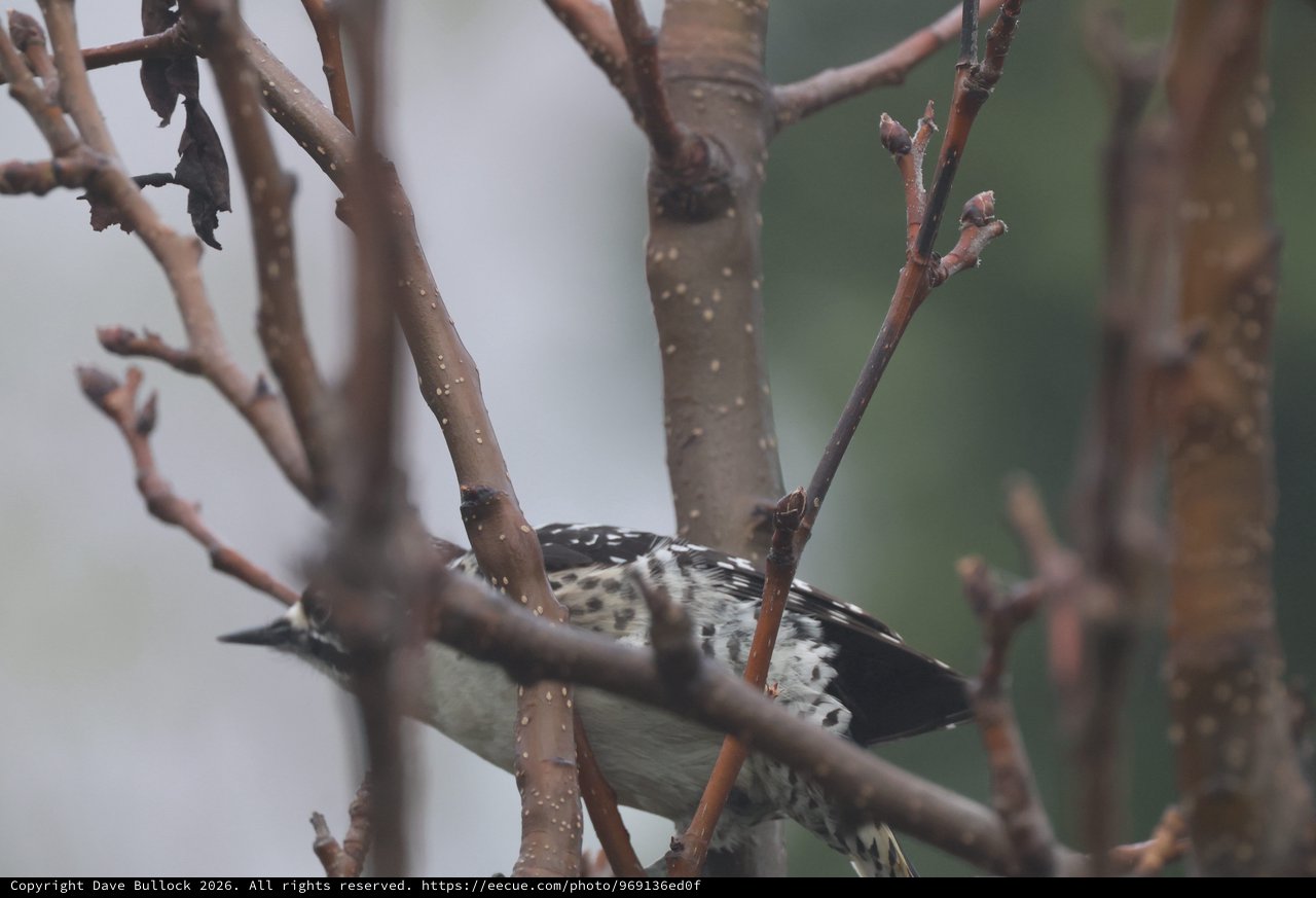Spotted Woodpecker Foraging Among Bare Winter Branches