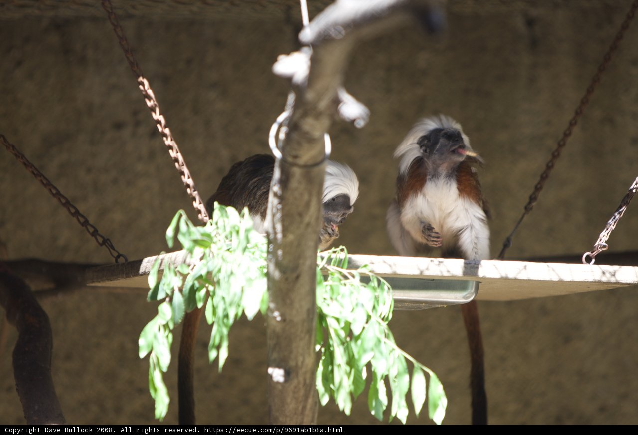 Monkeying Around
