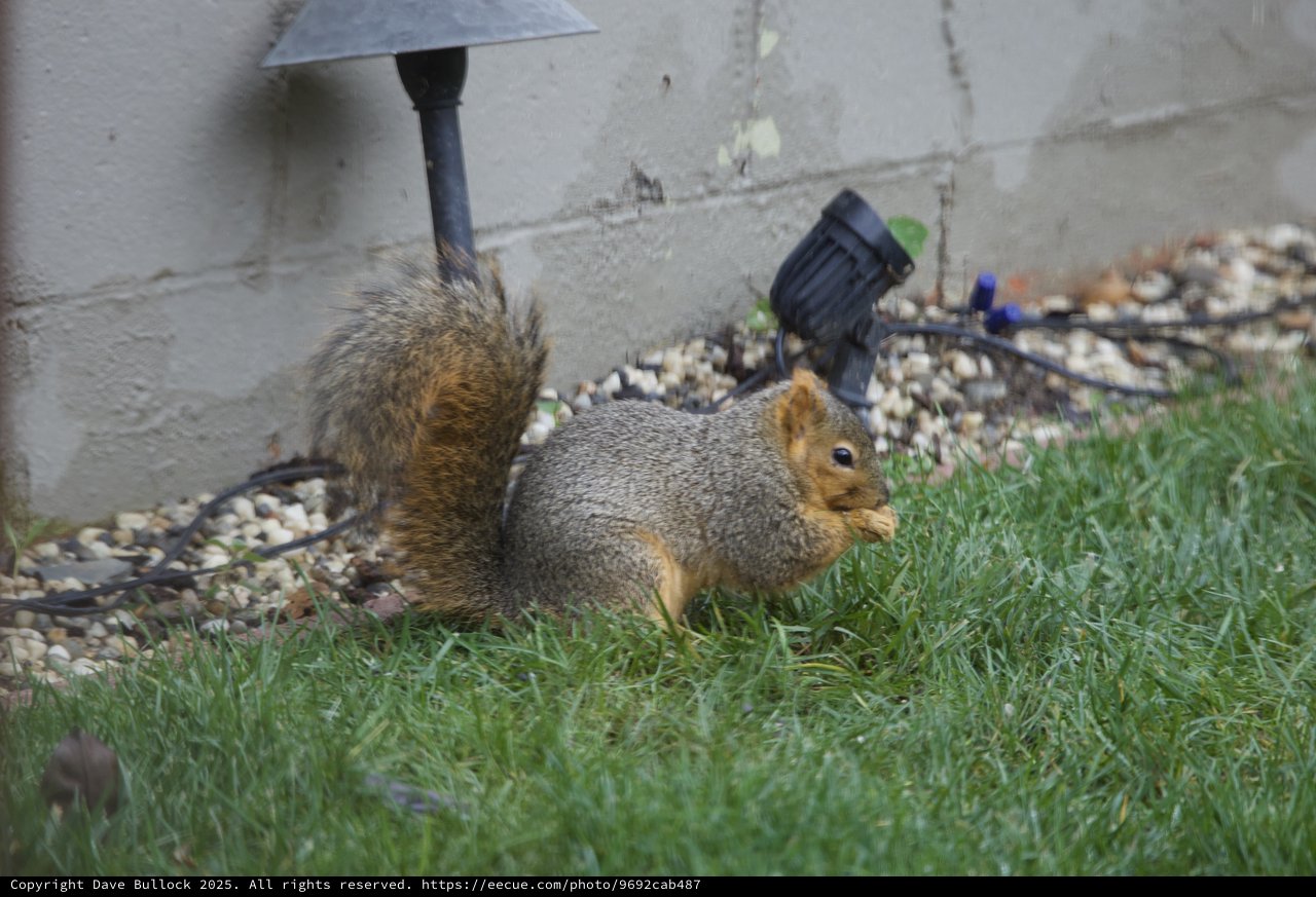 Fox Squirrel Foraging in Backyard Garden