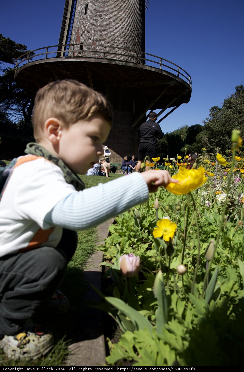 A Day Among the Daisies