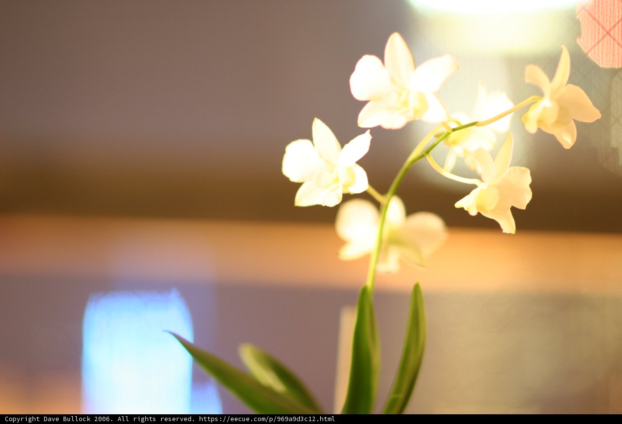 A Radiant Orchid Blossoming Alone
