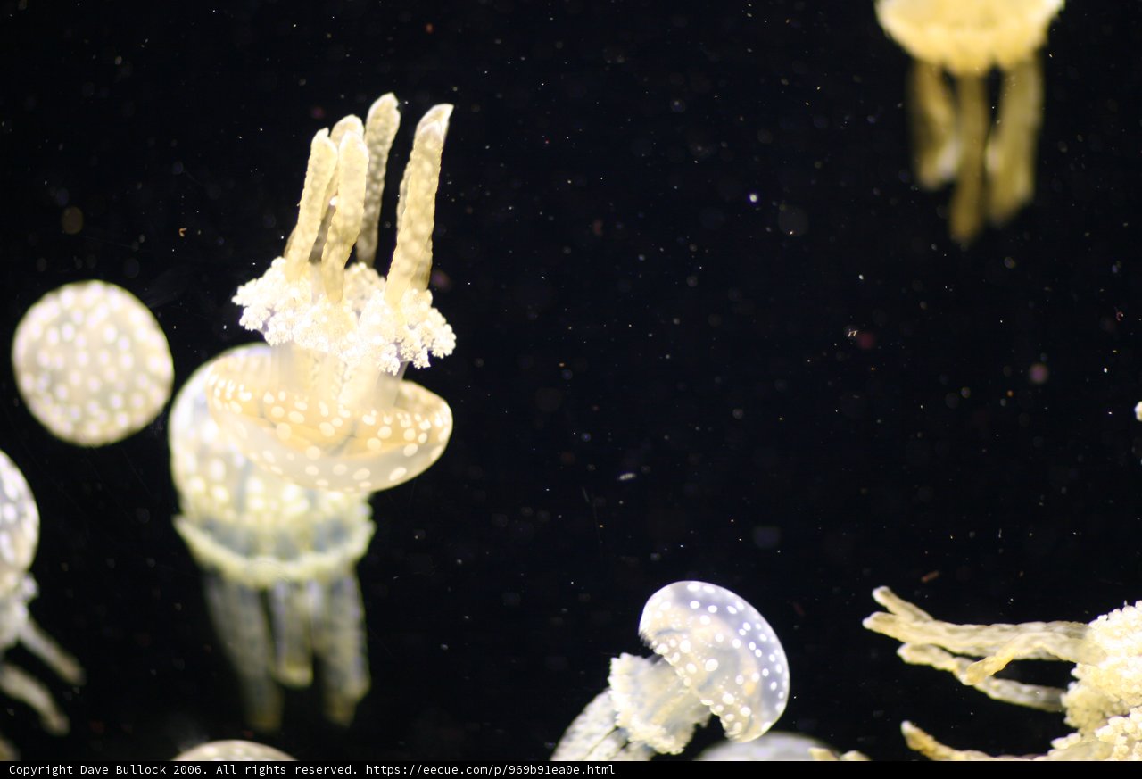 A Graceful Dance of Jellyfish