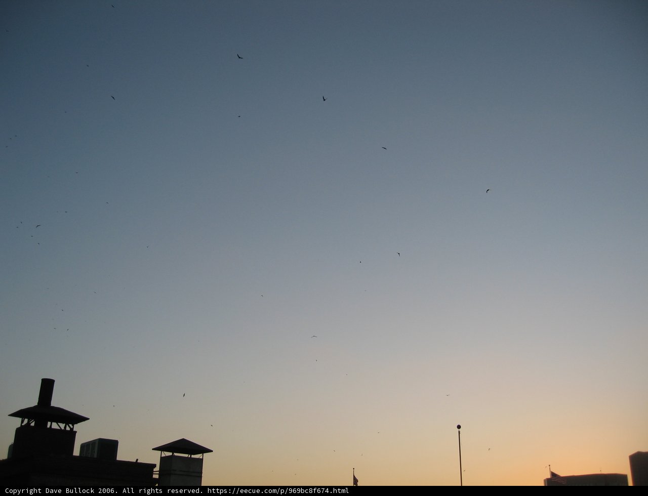Sunset Flight