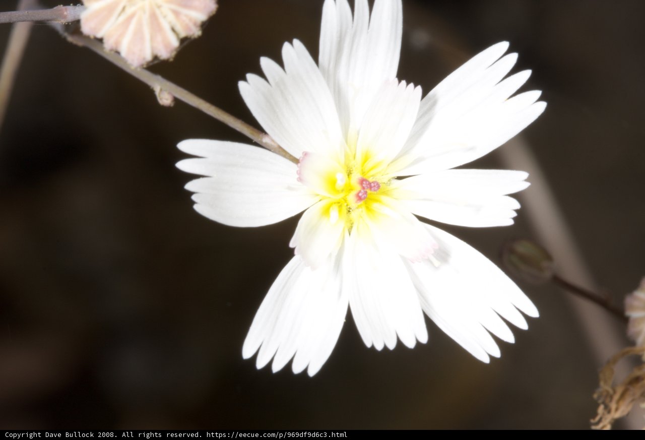 Desert Daisy