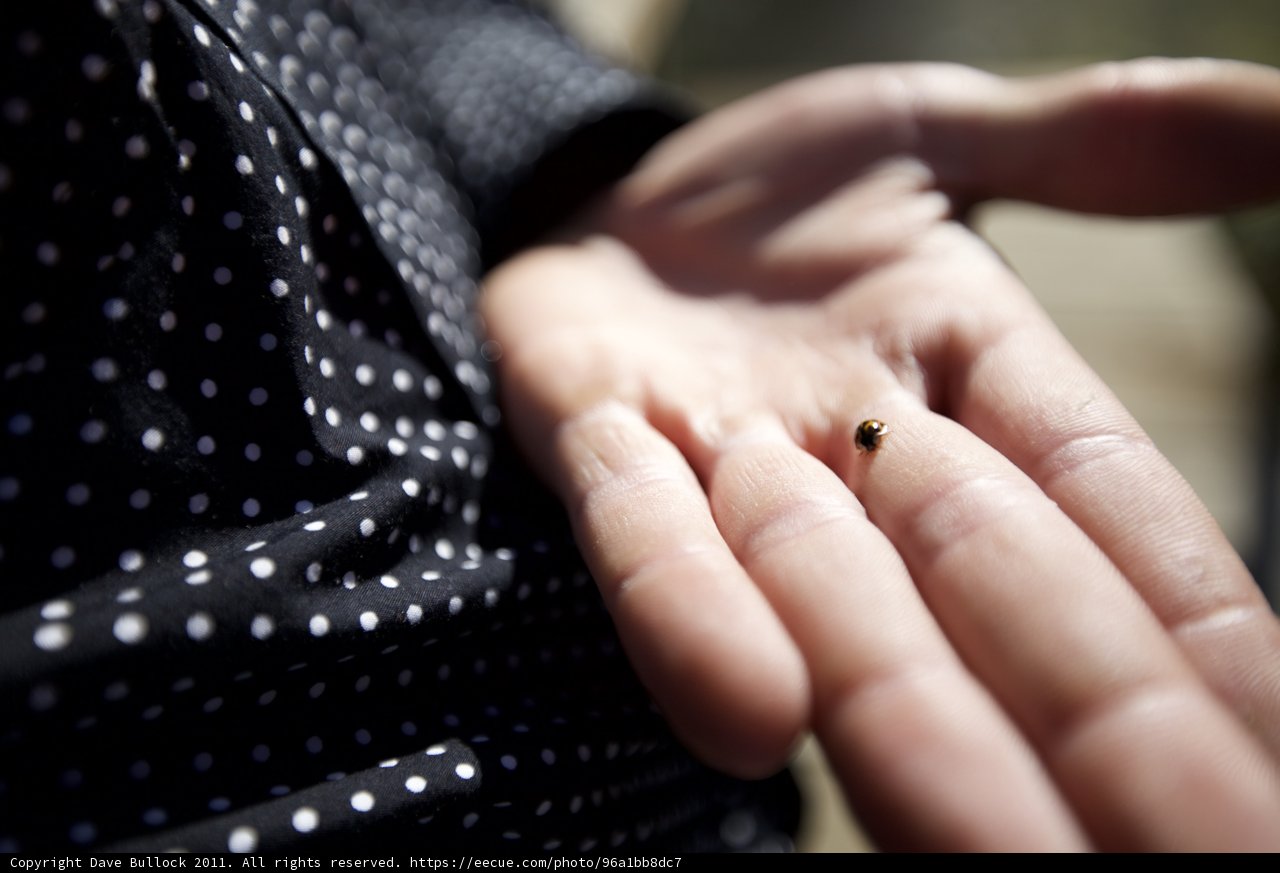 Insect Wonderland Captured in Hand