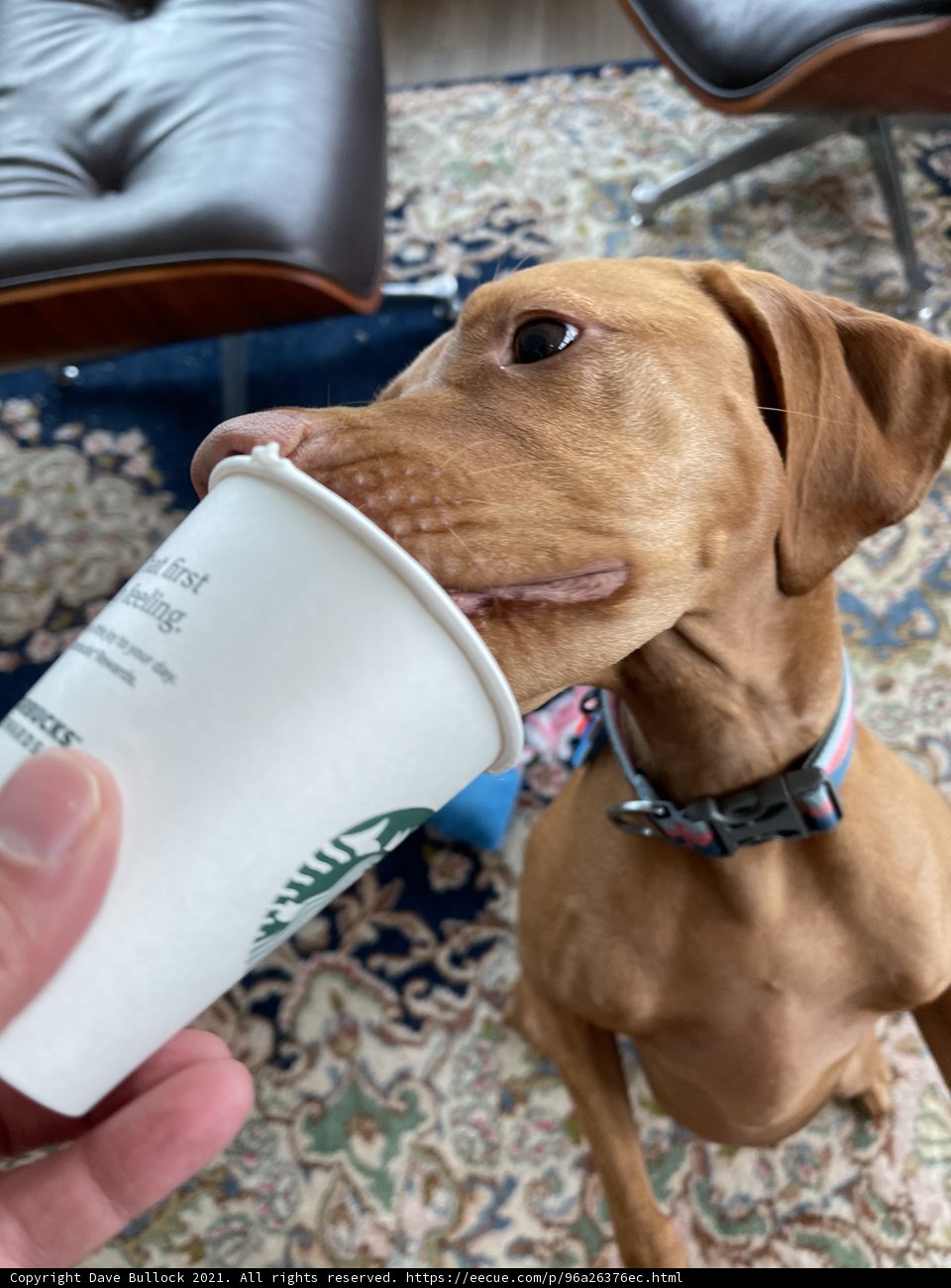 Morning Brew with Man's Best Friend