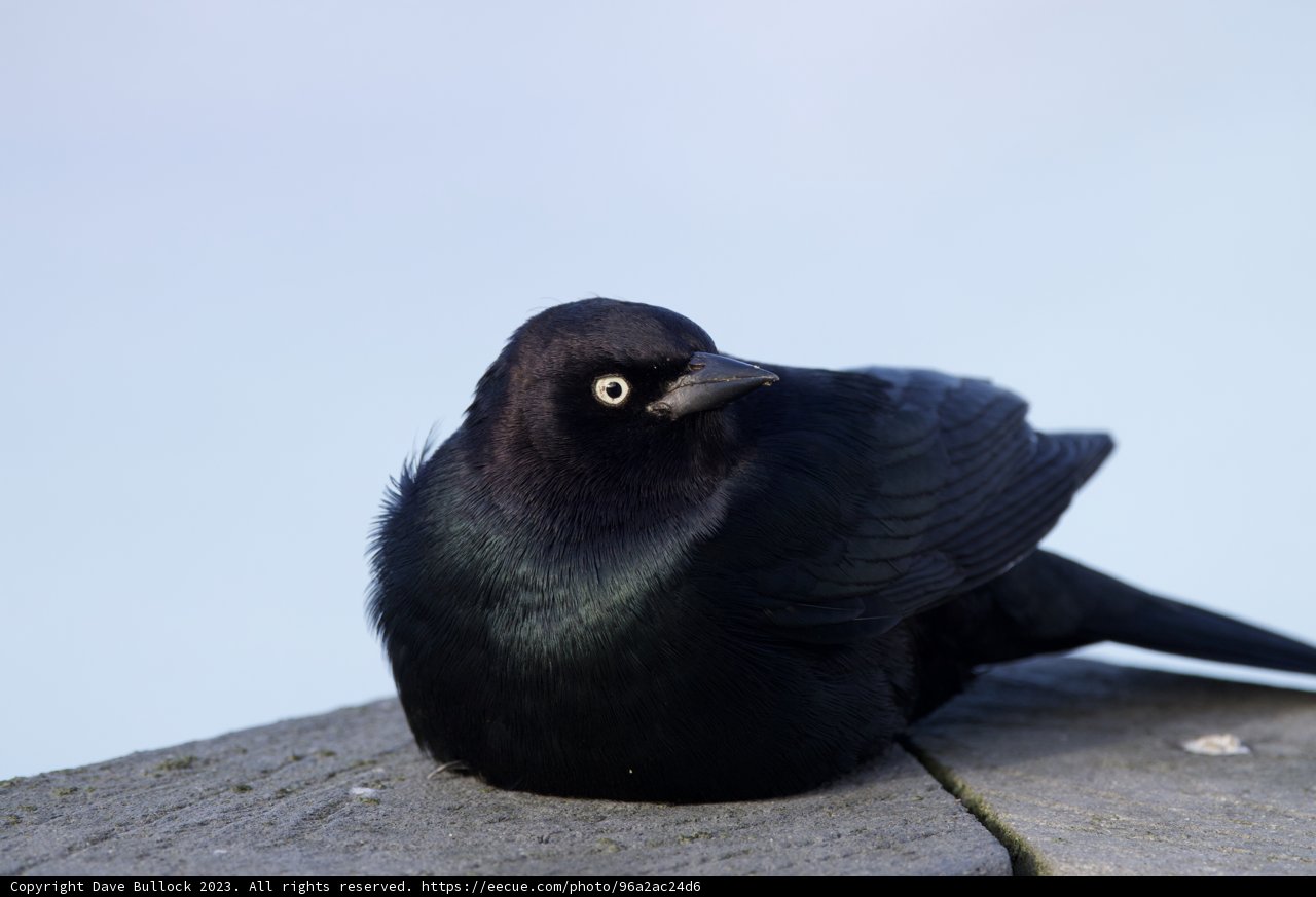 Majestic Maverick's Blackbird