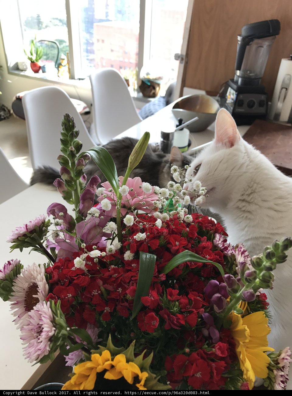 Purrfect Companions