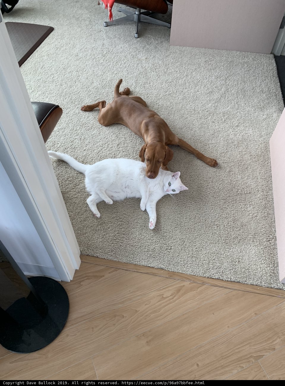 Furry Friends on Hardwood Flooring