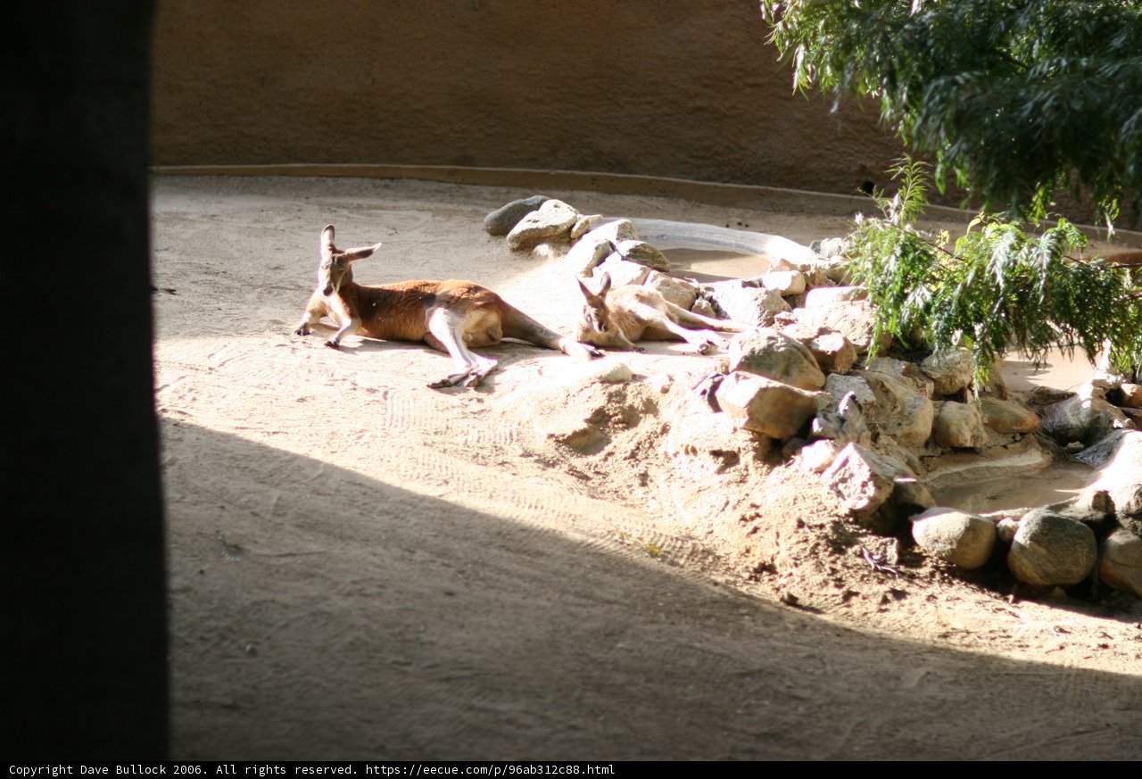 Resting Giraffe in Natural Habitat