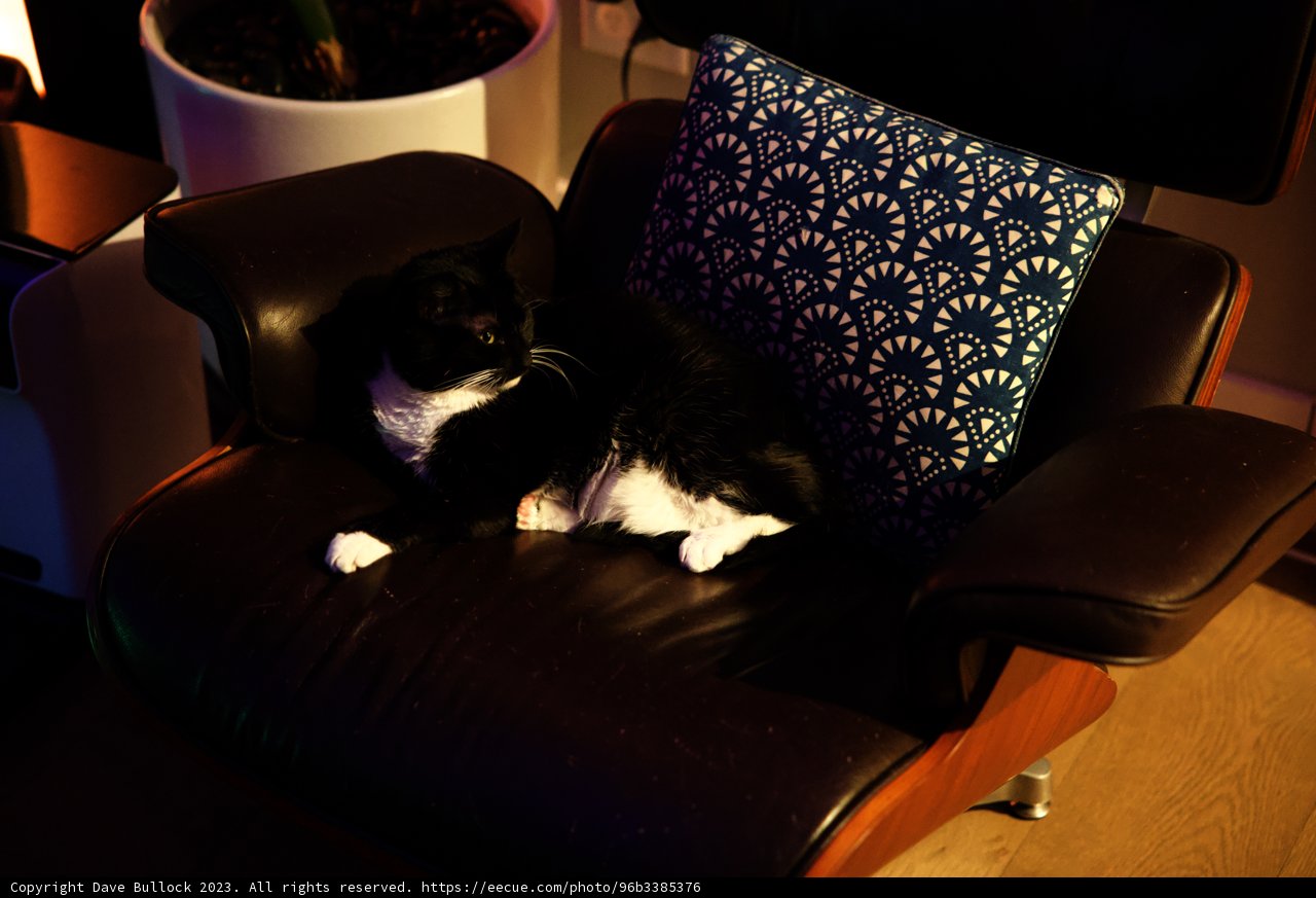 Feline Throne