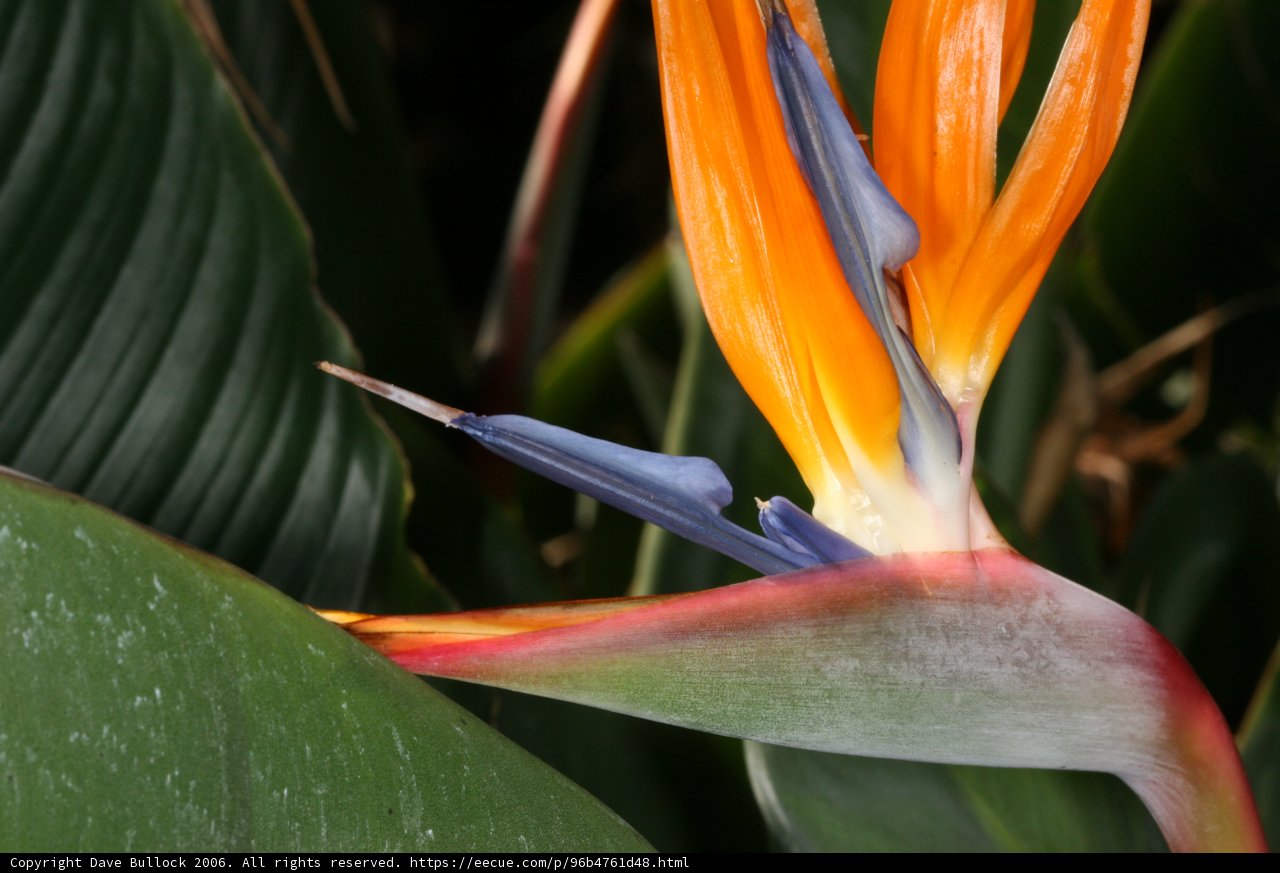 Bird of Paradise Bloom
