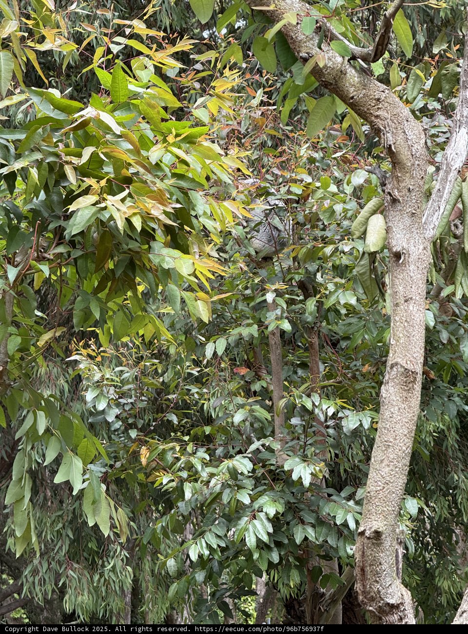 Jungle Oasis: A Glimpse into Nature's Abundance