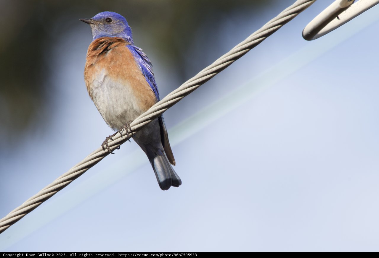 Perched Elegance in Blue