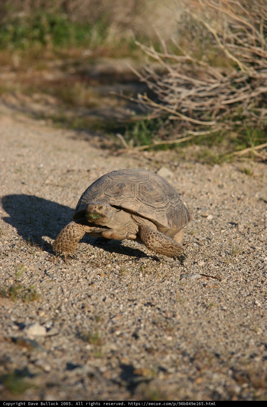 Slow and Steady