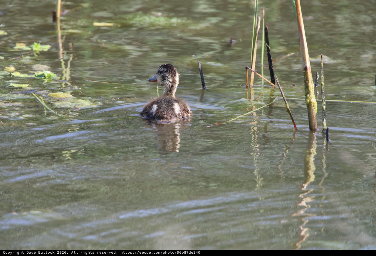 Young Ruddy Duck Swimming in Wetland Habitat
