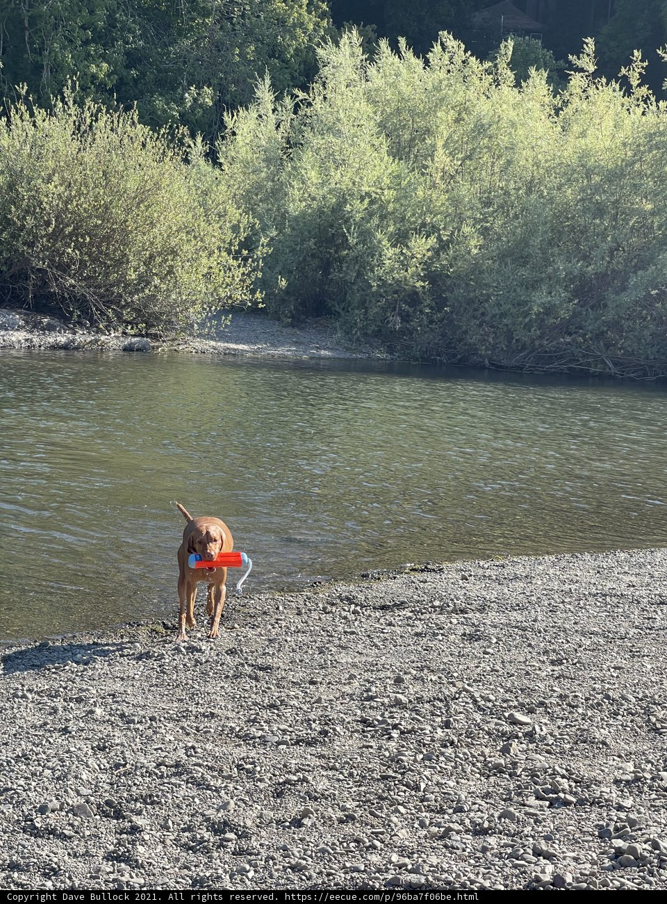 Coastal Playtime