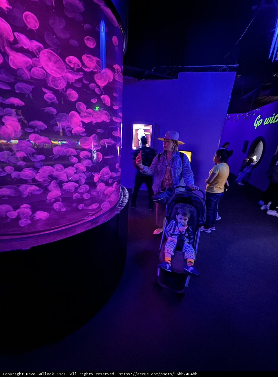 Aquatic Fascination at Aquarium of the Bay