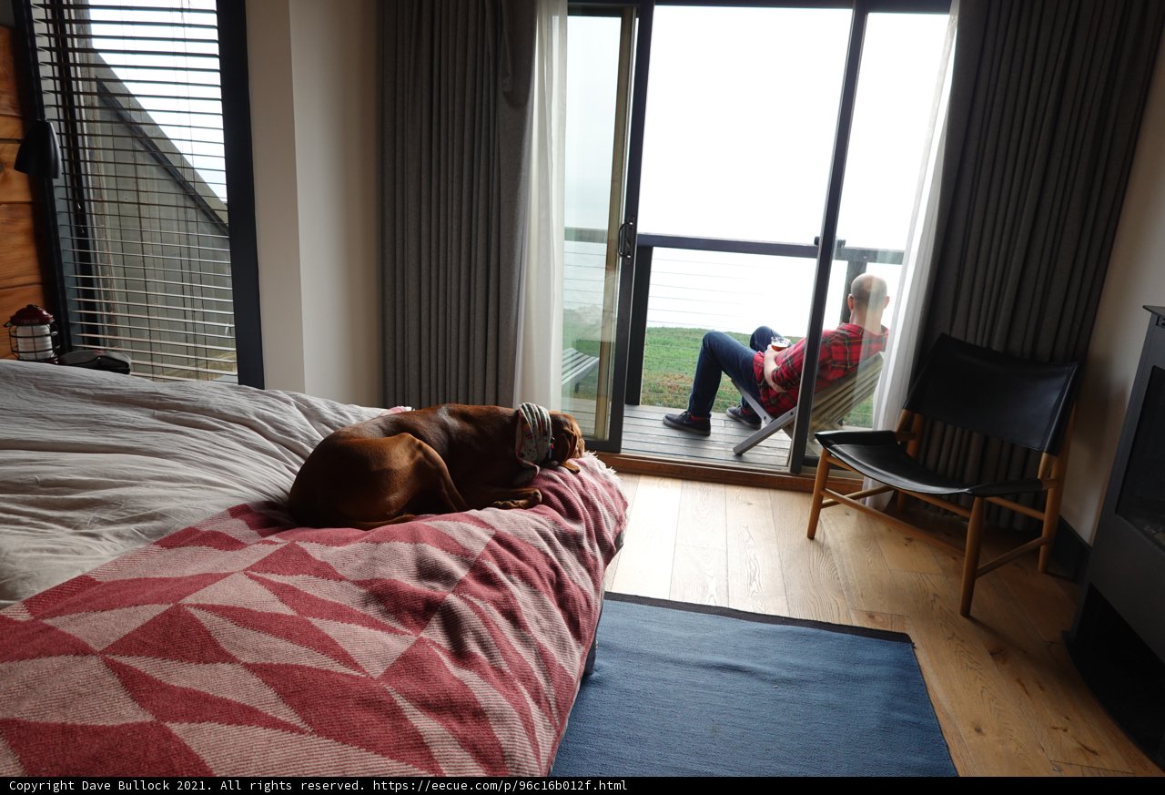 Resting Paws Caption: This canine found the perfect spot to relax on this comfy bed in the cozy bedroom.