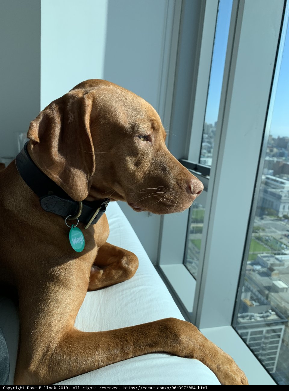 Urban Canine Companion