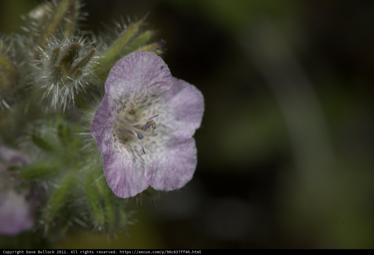 Purple Geranium in Bloom