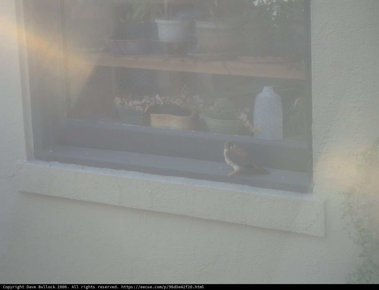 Window Watcher
