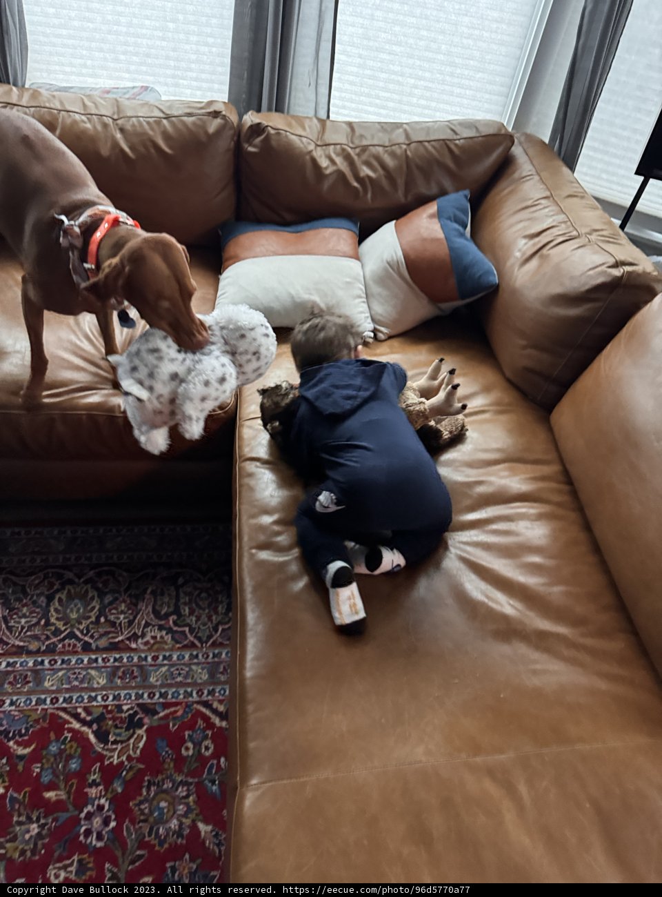 Afternoon Siesta - A Tale of Companionship