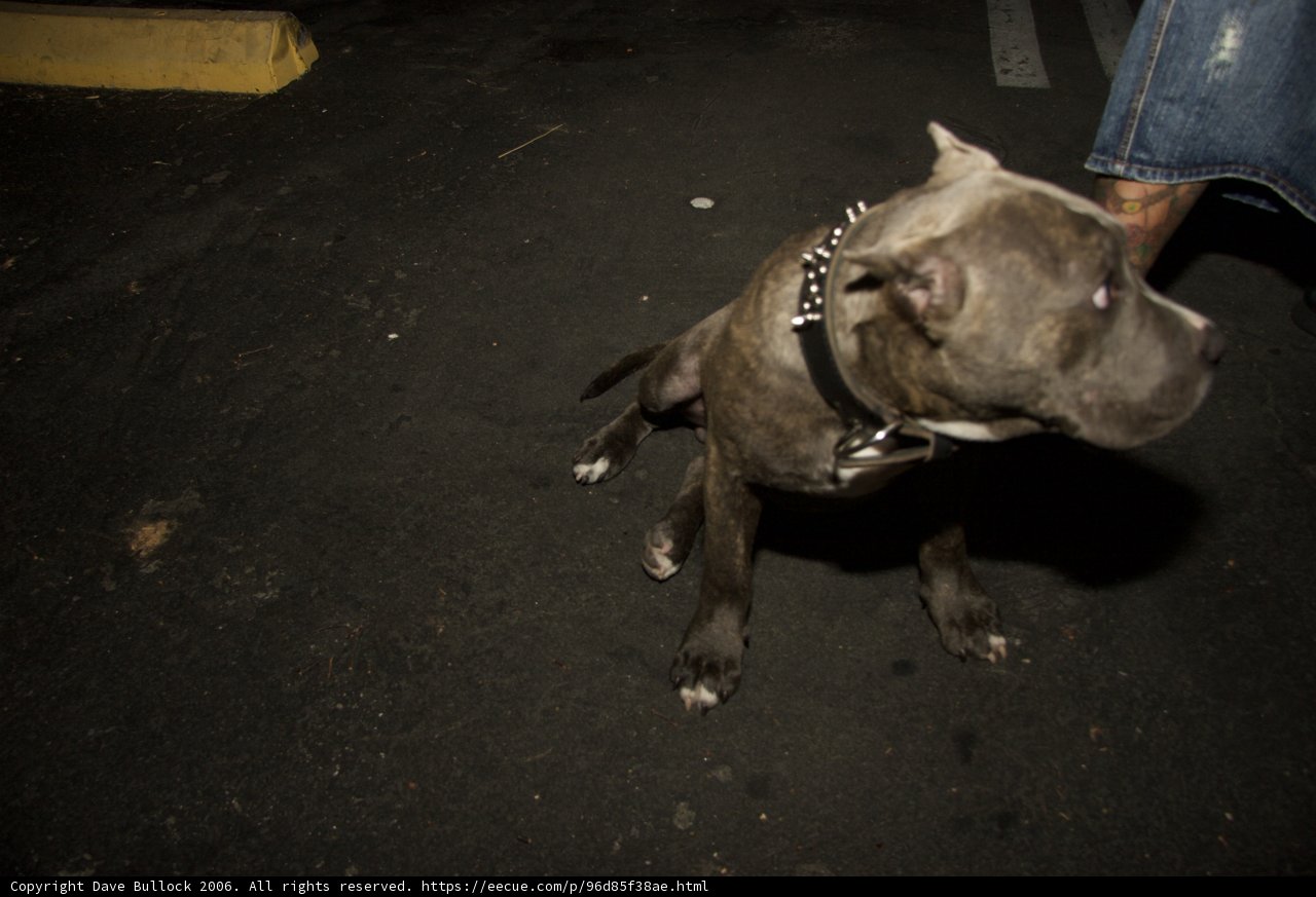 Chained Canine Companion