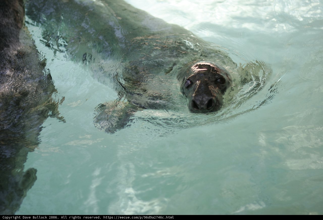 Seal of the Sea