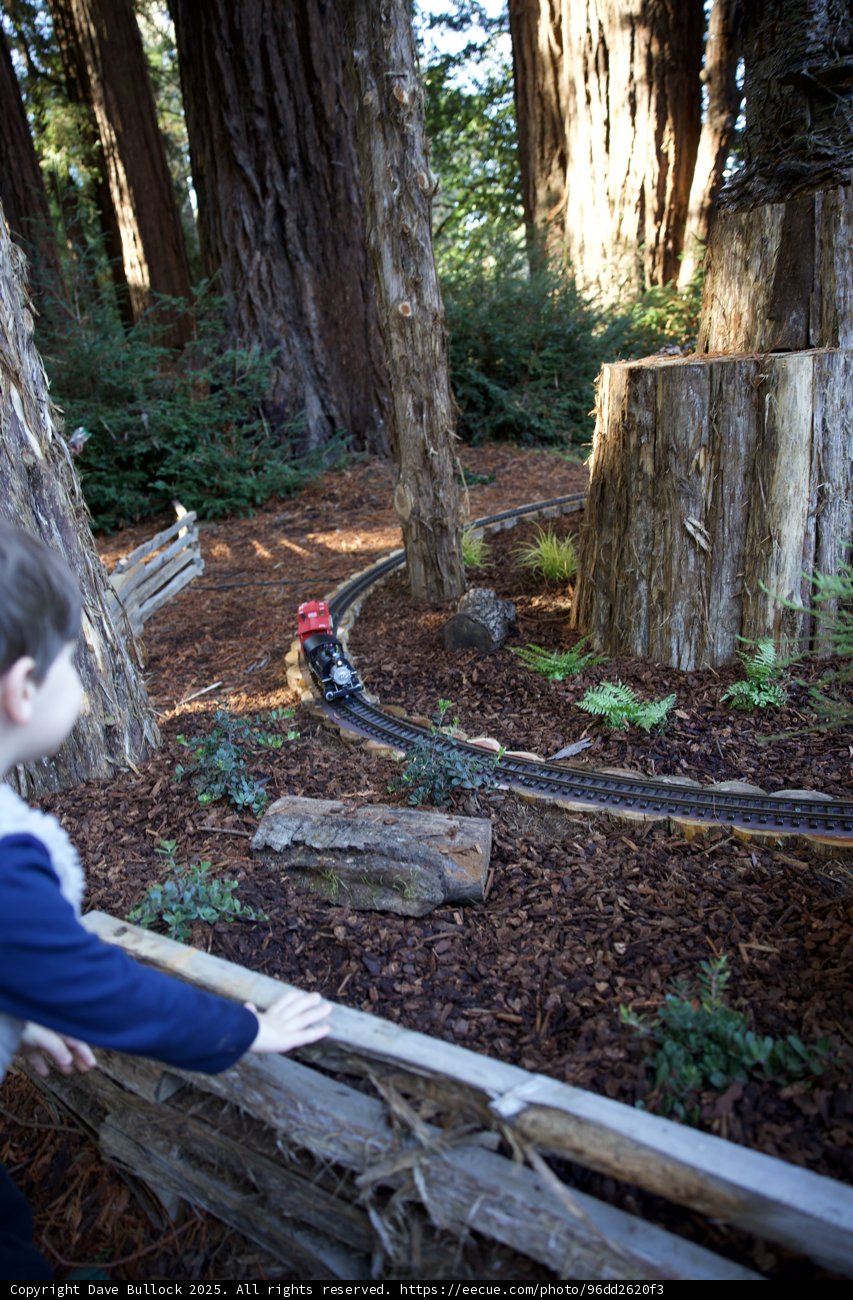 Whimsical Train Journey Through the Redwoods