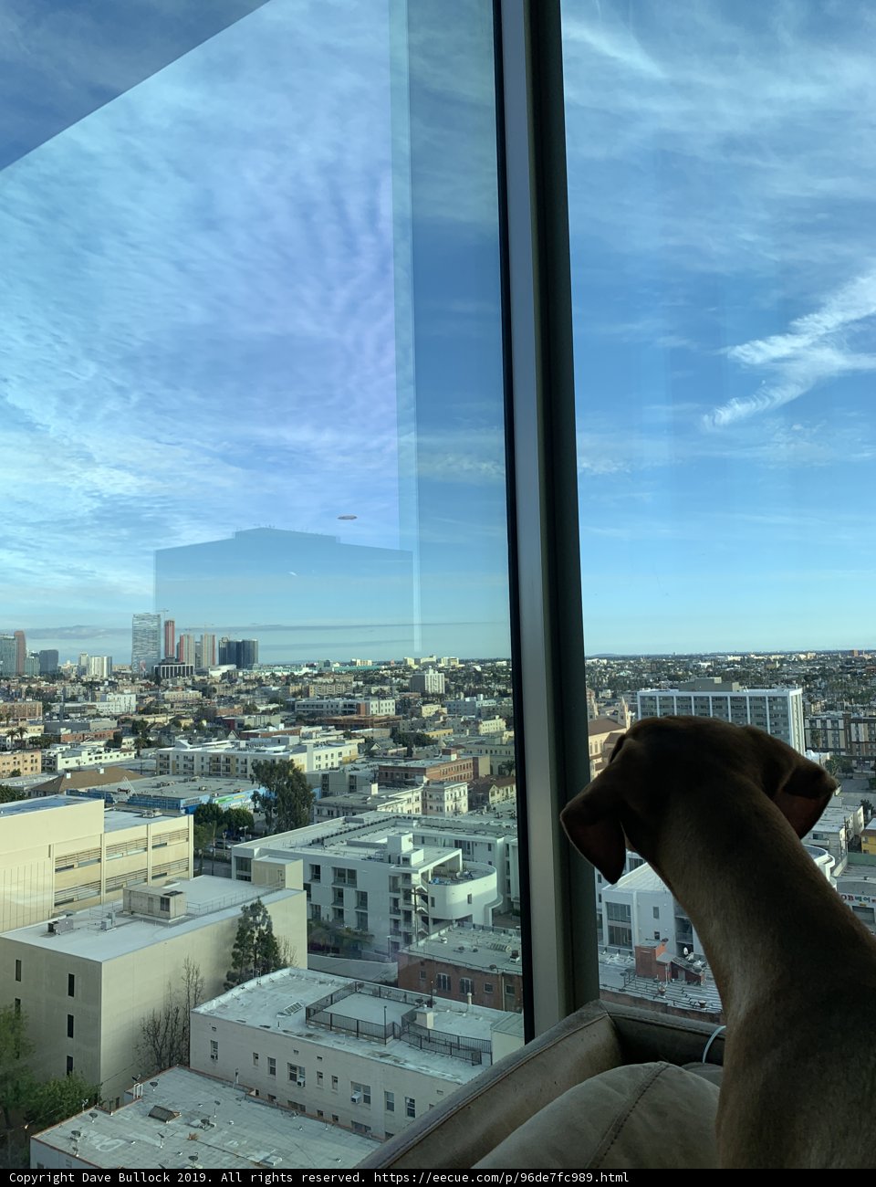 City View from a Pup's Point of View