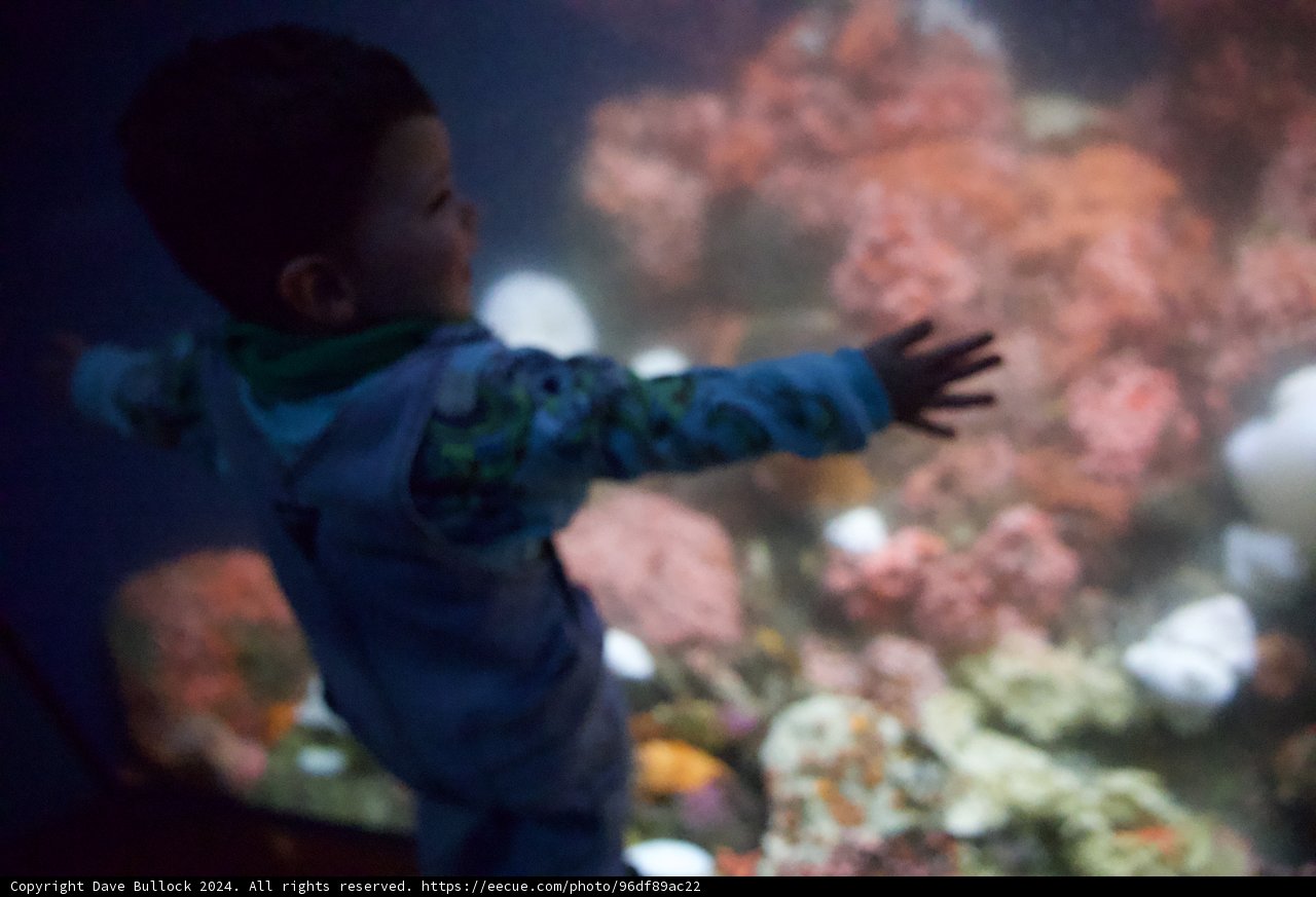 Exploring the Depths: A Young Explorer's Aquatic Adventure