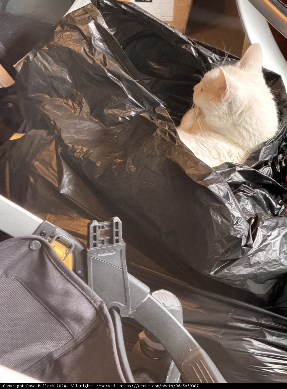Cat in the Bag