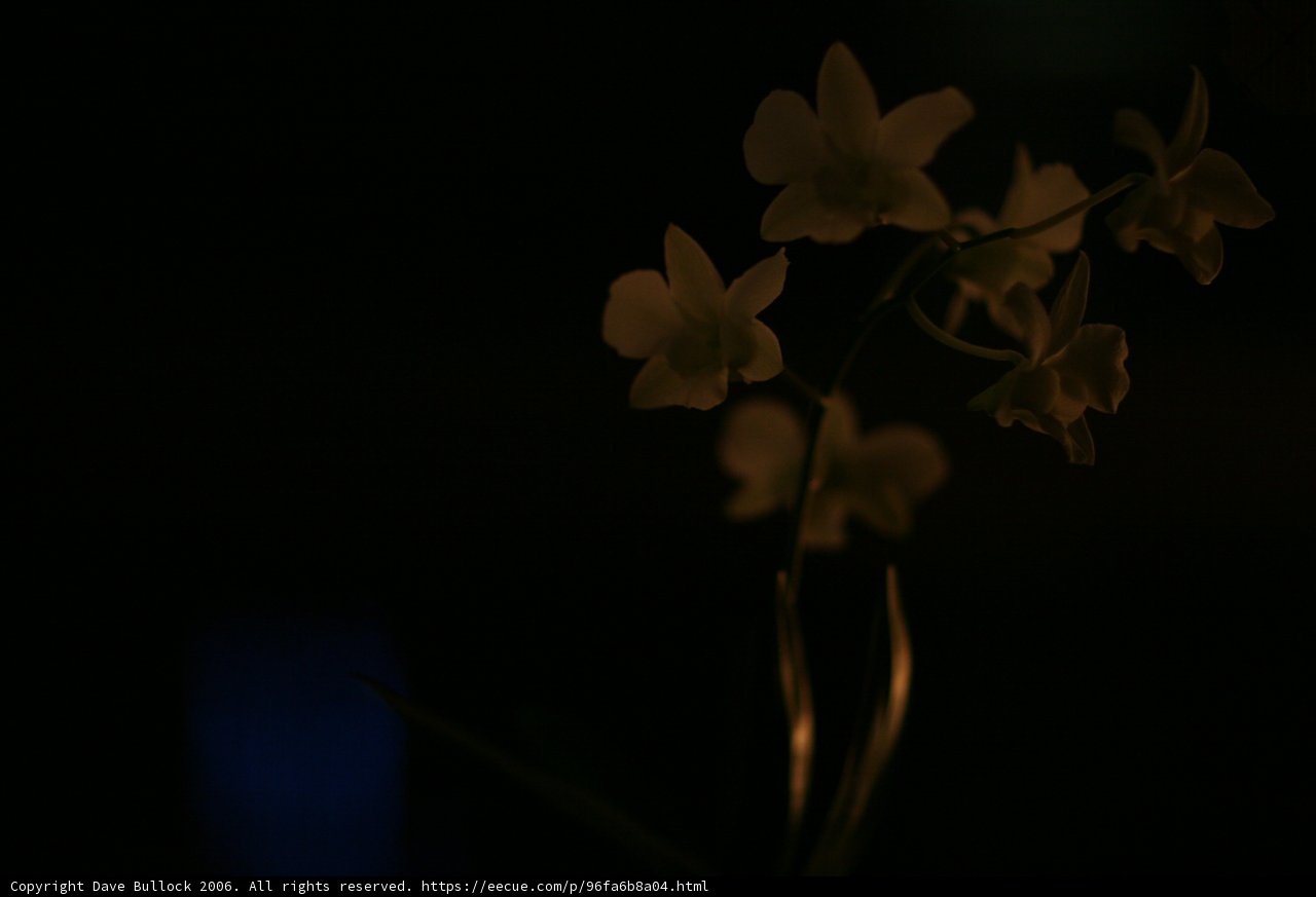 Radiant Orchid Amidst Darkness