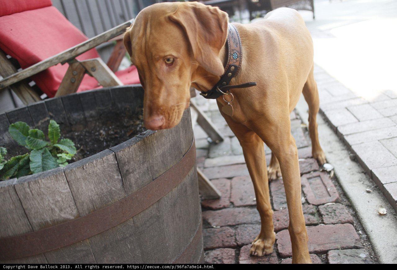 A Vizsla Dog on Flagstone Walkway beside a Potted Plant