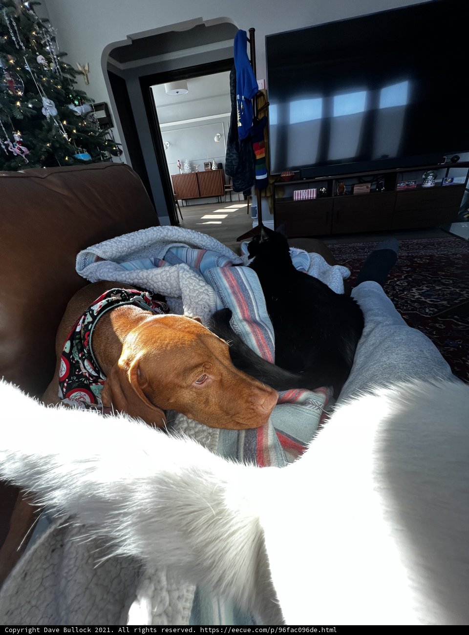 Cozy Companions