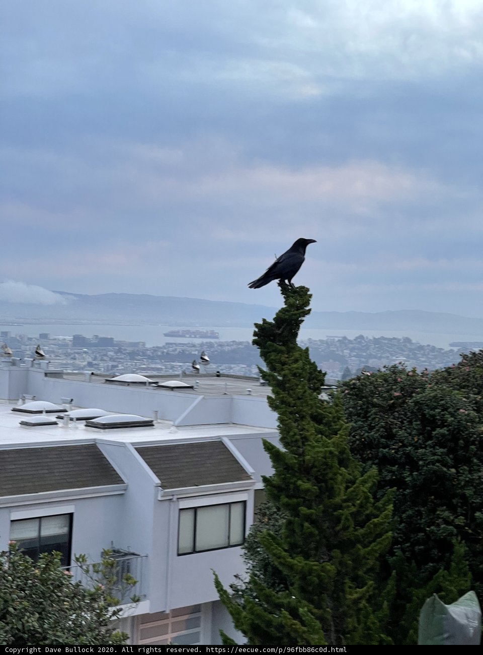 Crow's Nest