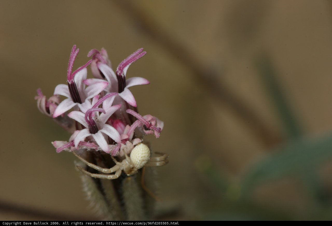 Spider on a Geranium Flower