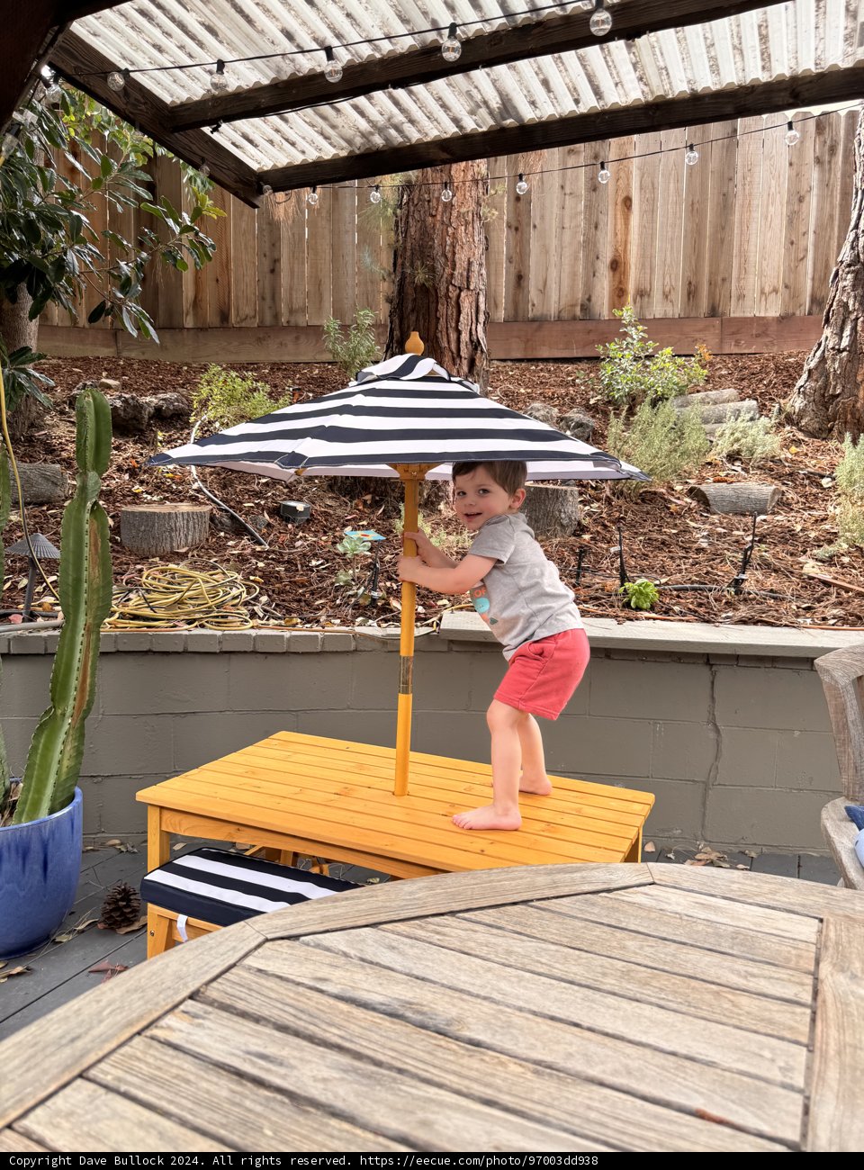 Summer Adventures in the Backyard