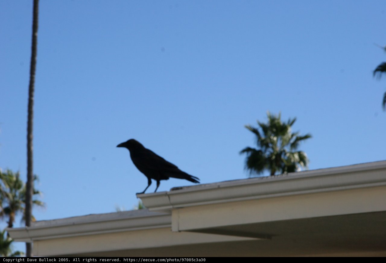 Raven on a Rooftop