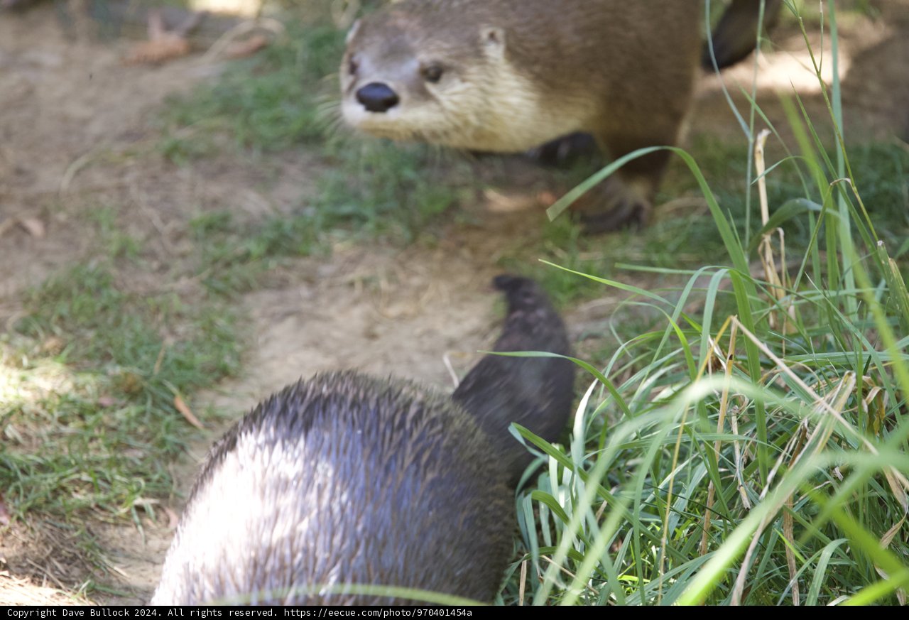 Otters at Play