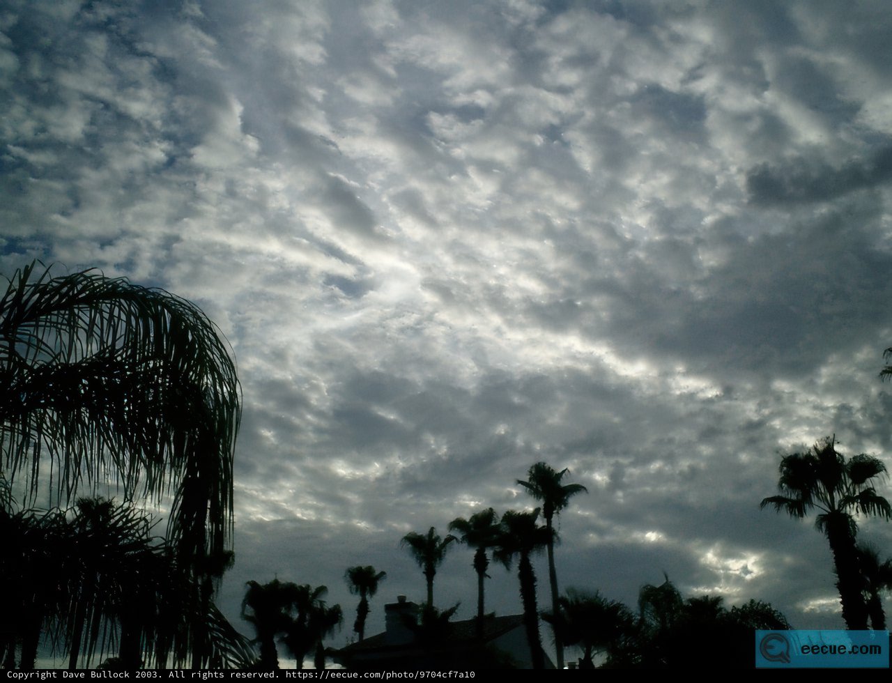 Palm Trees and Clouds in the Summer Sky