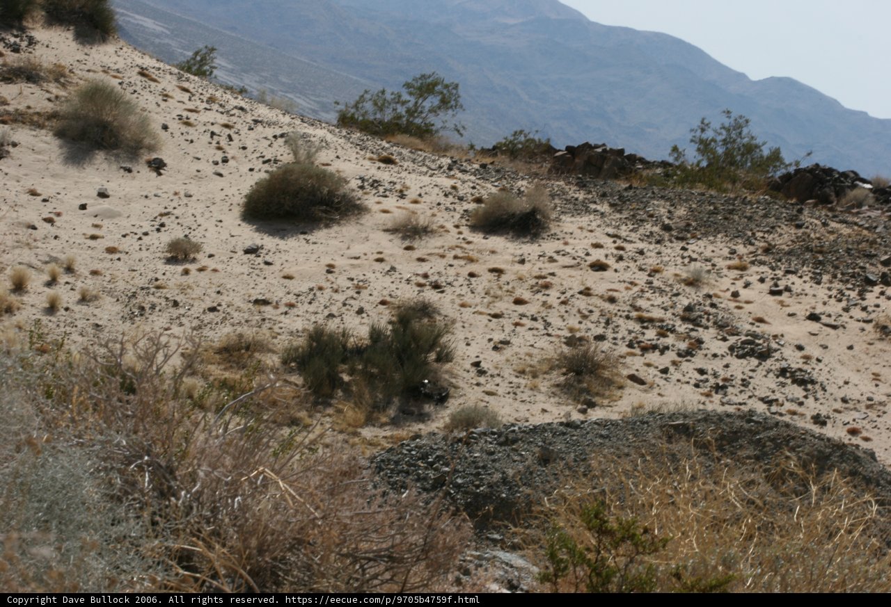 Lone horse in the wilderness