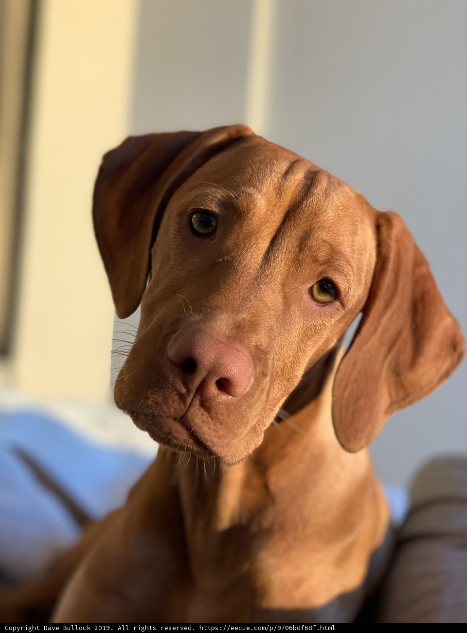 Cozy Companion