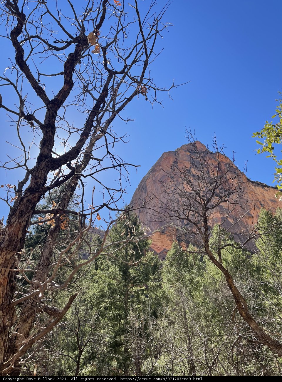 Majestic Tree facing the Sedona Mountains